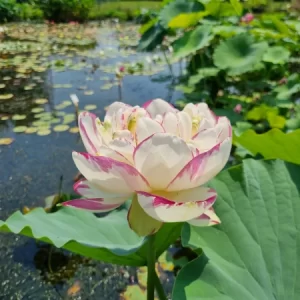 Nelumbo Large Versicolor o Dasajin