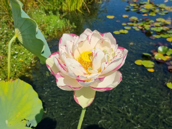 Nelumbo Large Versicolor o Dasajin