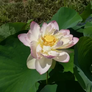 Lotus Nelumbo 'Perrys Super Star'