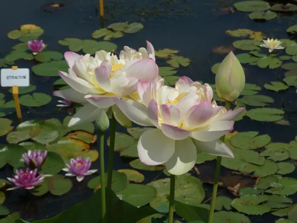 Nelumbo Perry Super Star