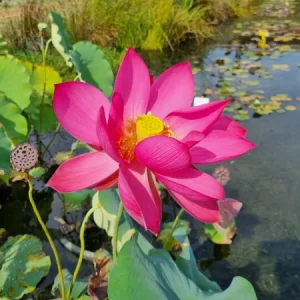 Nelumbo Titan