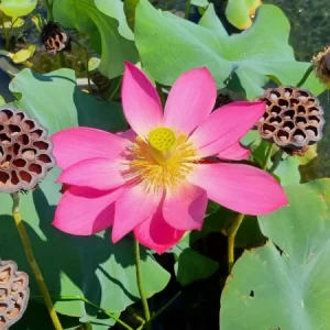 Nelumbo Titan