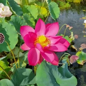 Nelumbo Titan