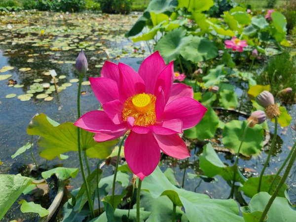 Nelumbo Titan