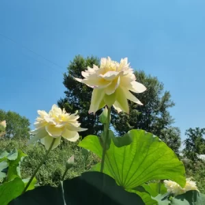 Nelumbo Xin Jin Xia