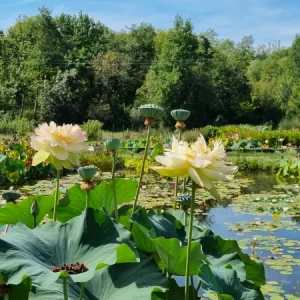 Nelumbo Xin Jin Xia
