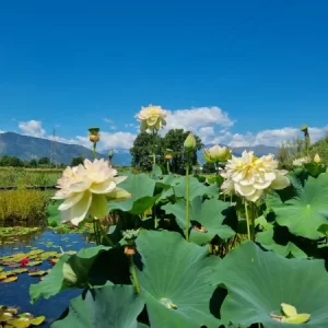 Nelumbo Xin Jin Xia