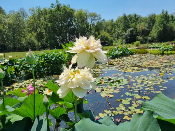 Nelumbo Xin Jin Xia