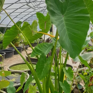 colocasia esculenta