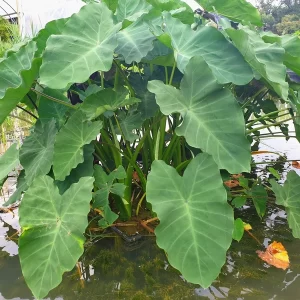 colocasia esculenta