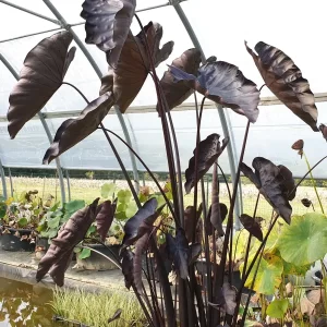 colocasia esculenta black coral