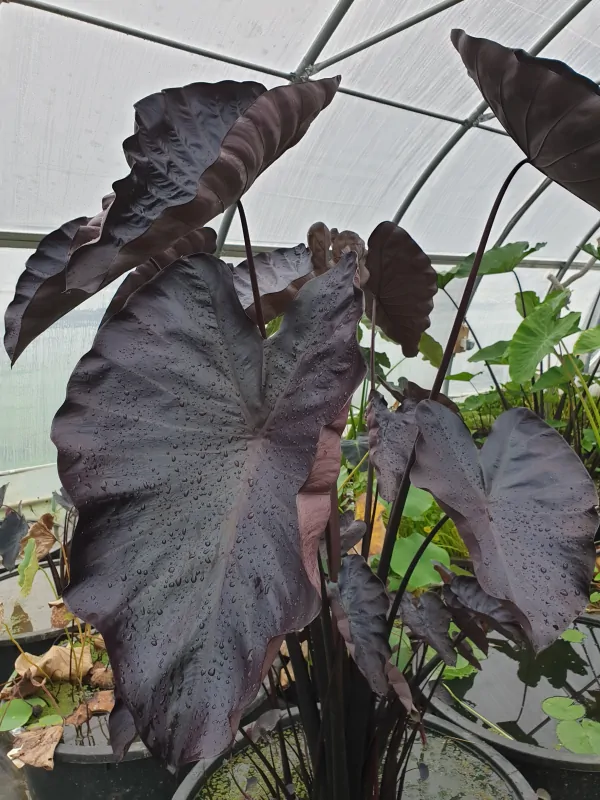 colocasia esculenta black coral