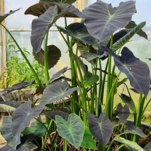 colocasia esculenta coa miner