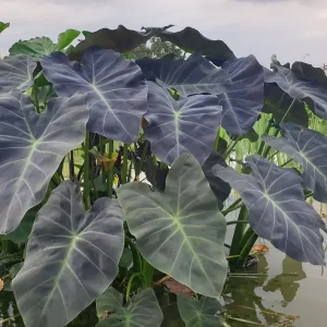 colocasia esculenta coa miner