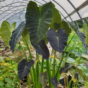 colocasia esculenta coa miner
