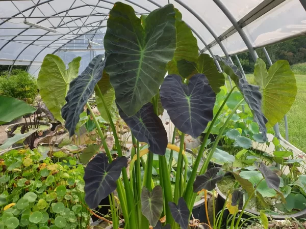 colocasia esculenta coa miner