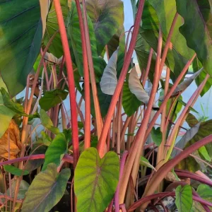 colocasia esculenta madeira