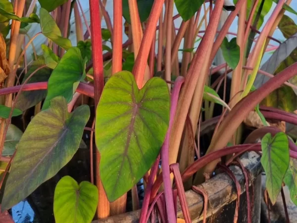 colocasia esculenta madeira