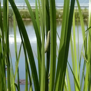 acorus calamus acore odorant