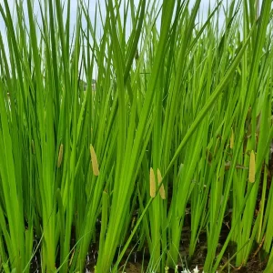 acorus calamus acore odorant