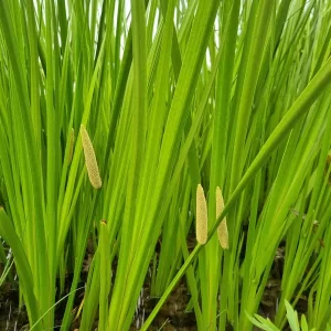 acorus calamus acore odorant
