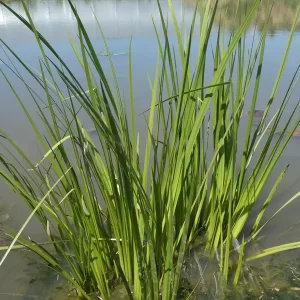 acorus calamus acore odorant