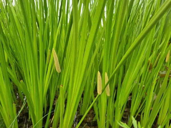 acorus calamus acore odorant