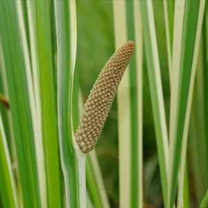 acorus calamus variegatus acore odorant panaché