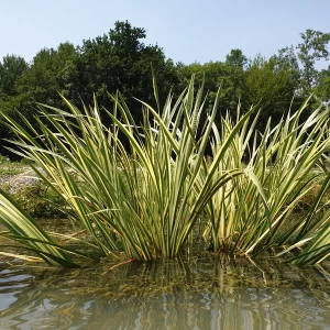 acorus calamus variegatus acore odorant panaché