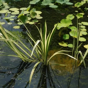 acorus calamus variegatus acore odorant panaché