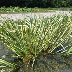 acorus calamus variegatus acore odorant panaché