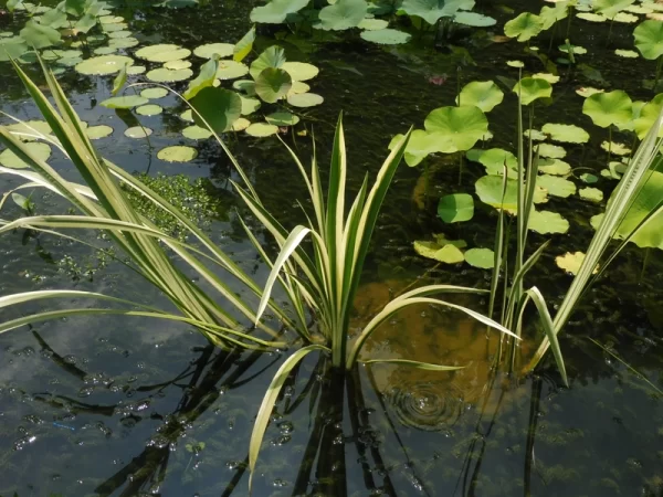 acorus calamus variegatus acore odorant panaché