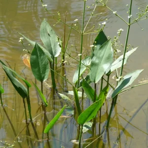 alisma plantago aquatica plantain d'eau commun