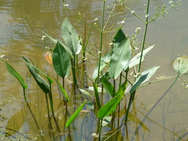alisma plantago aquatica plantain d'eau commun