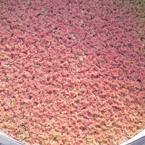 azolla filiculoides