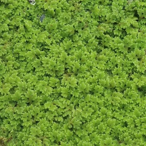 azolla filiculoides