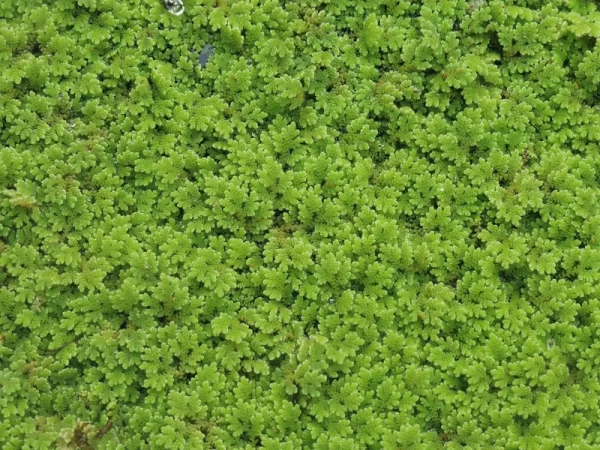 azolla filiculoides