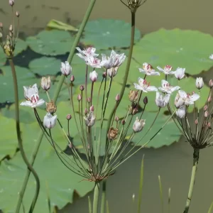 butomus umbellatus alba jonc fleuri blanc