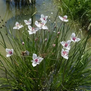 butomus umbellatus alba jonc fleuri blanc