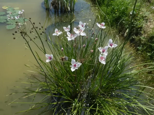 butomus umbellatus alba jonc fleuri blanc