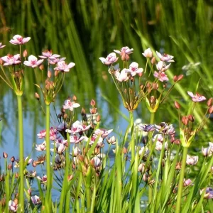 butomus umbellatus jonc fleuri butome en ombelle