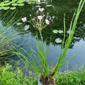 butomus umbellatus jonc fleuri butome en ombelle