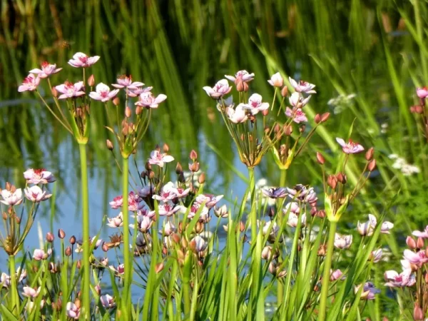 butomus umbellatus jonc fleuri butome en ombelle