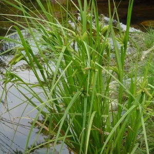 carex pseudocyperus laîche faux souchet