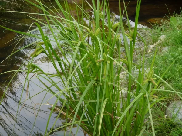 carex pseudocyperus laîche faux souchet