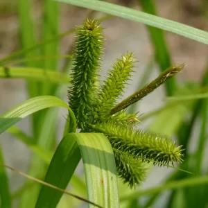 Carex pseudocyperus (Laîche faux souchet)