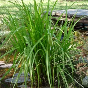 carex pseudocyperus laîche faux souchet