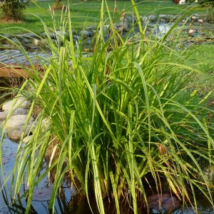 carex pseudocyperus laîche faux souchet