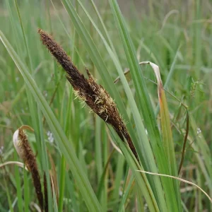 carex riparia laîche des rives