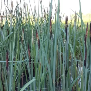 carex riparia laîche des rives